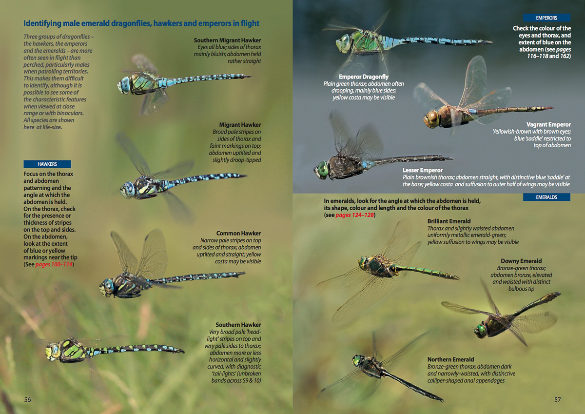 Dragonfly Identification Chart