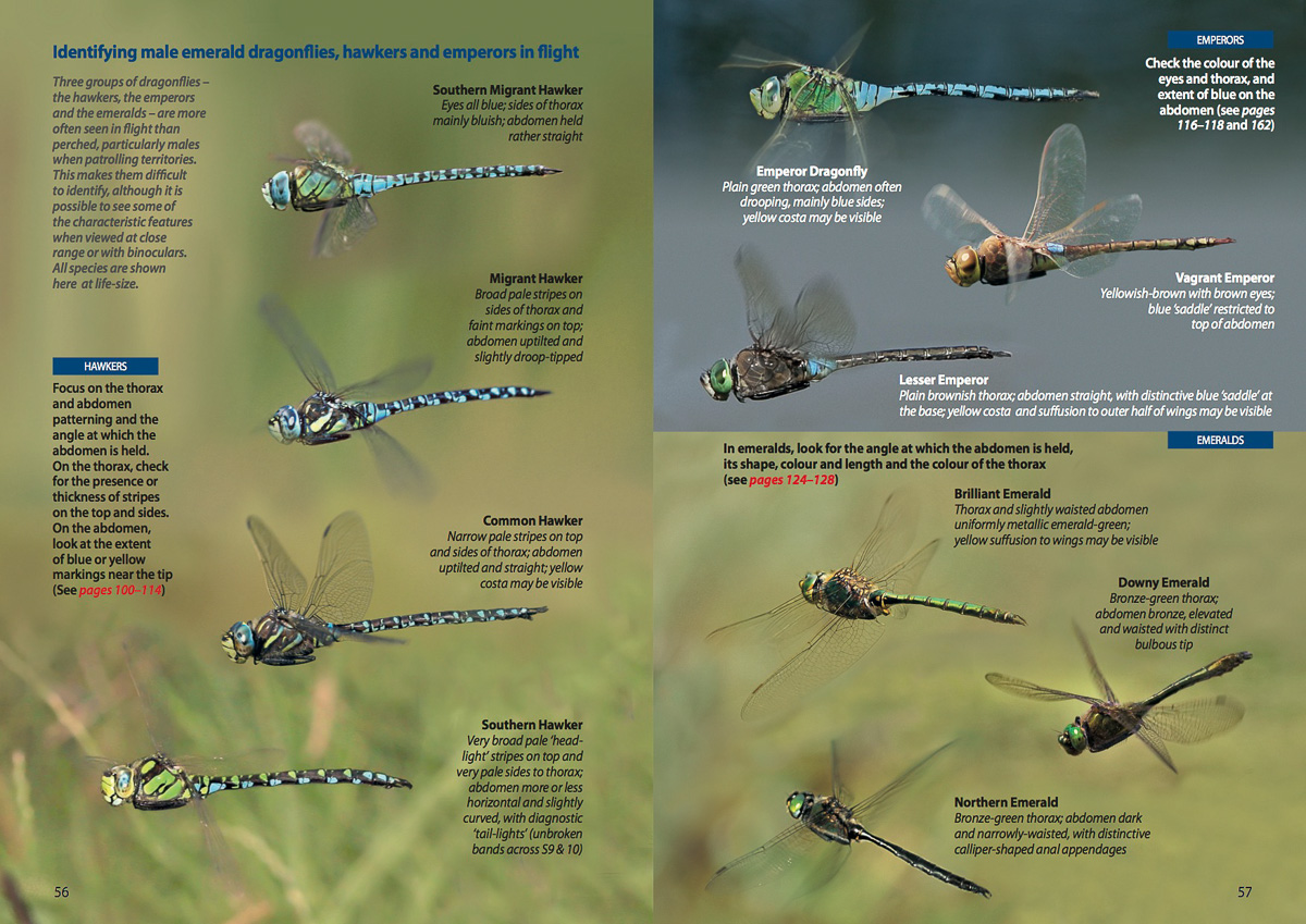 Damselfly Identification Chart