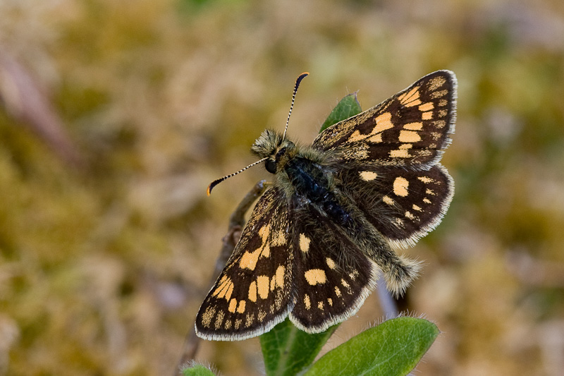 famous butterfly photographers