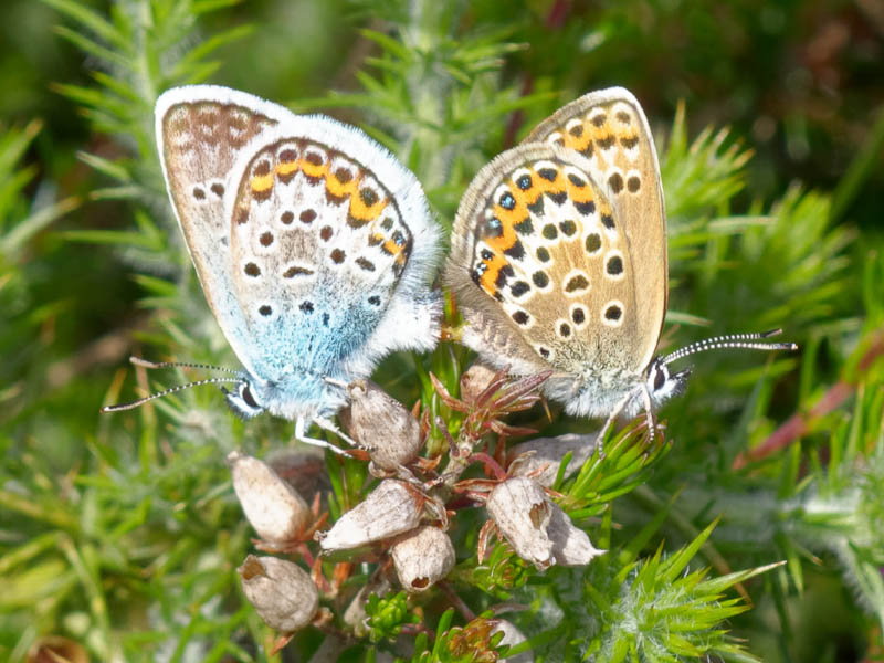 silver blu e nere