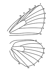 Highslide JS