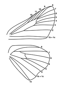 Highslide JS